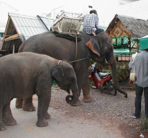 Elephants in Hat Yai